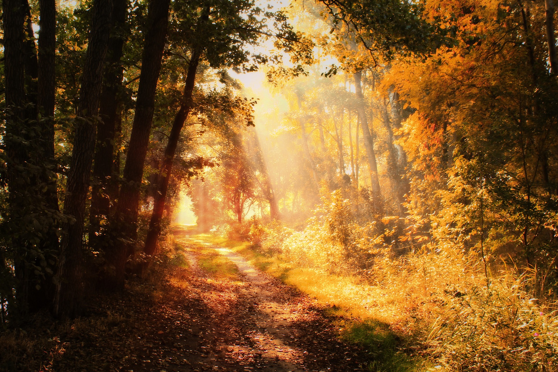 1920x1280 Loth Lorien. An Unexpected Journal
