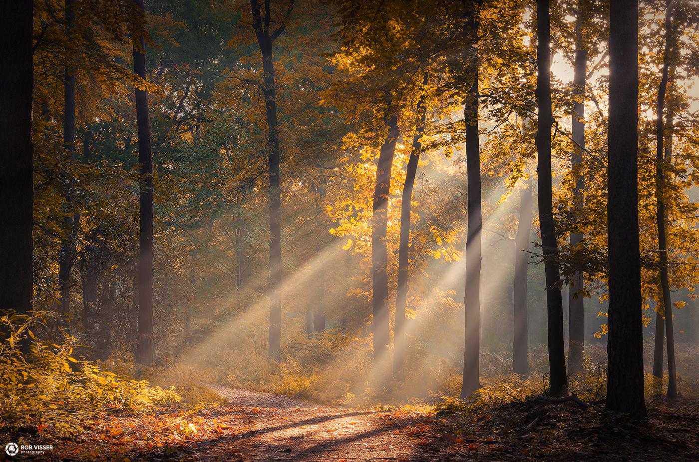 1400x925 Path of gold, the Netherlands [1400x925] [OC]