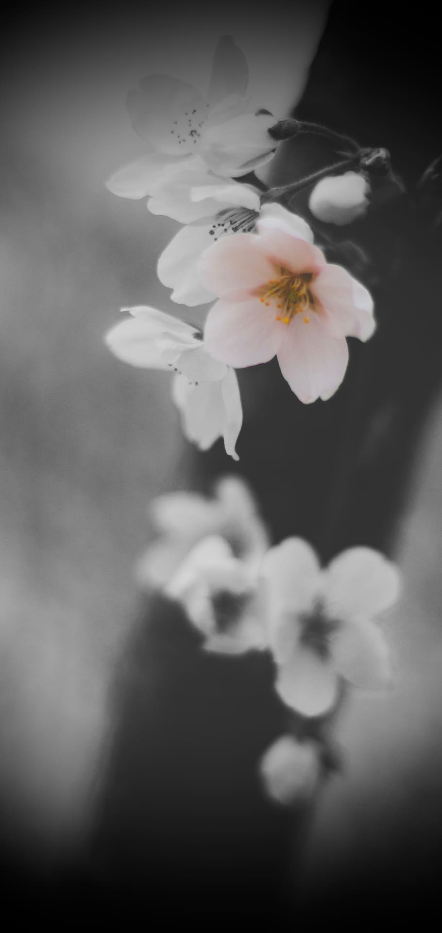 910x1921 Black and white cherry blossom 1080P, 2K, 4K, 5K HD wallpaper free download