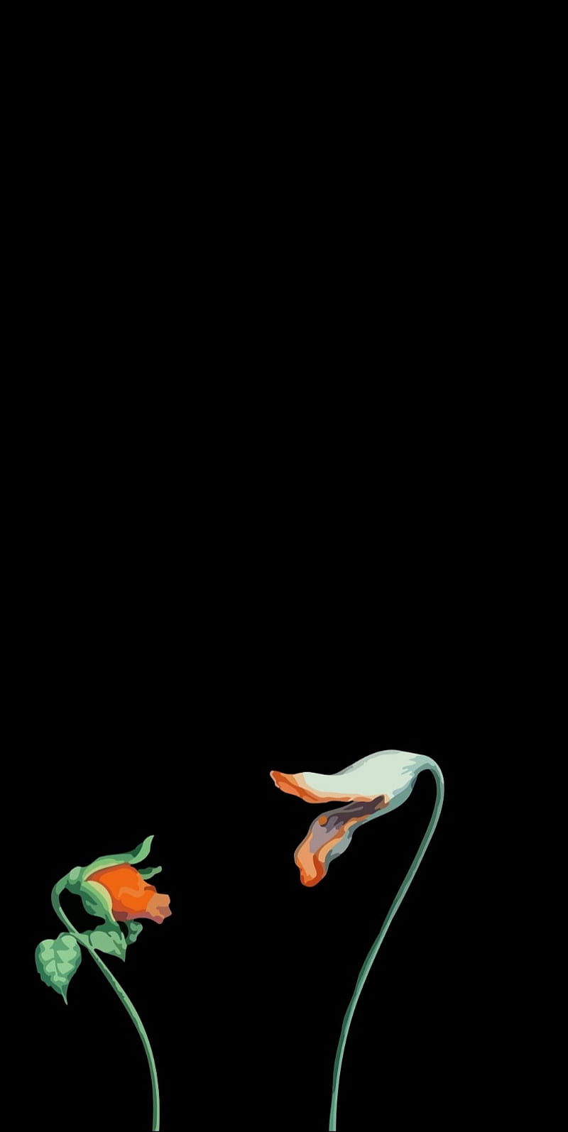 800x1595 Pink Floyd, flowers, what shall we do now, HD phone wallpaper