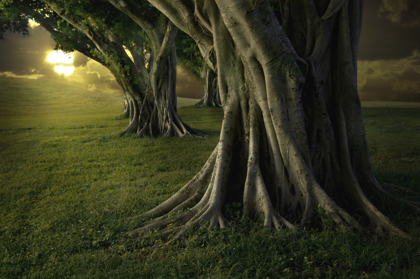 1600x1064 wallpaper for your phone. Download free picture 1440 x 3120 for mobile