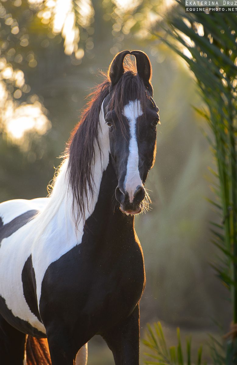 779x1200 Best Marwari Horses ideas. marwari horse picture, marwari horses photography, marwari ears