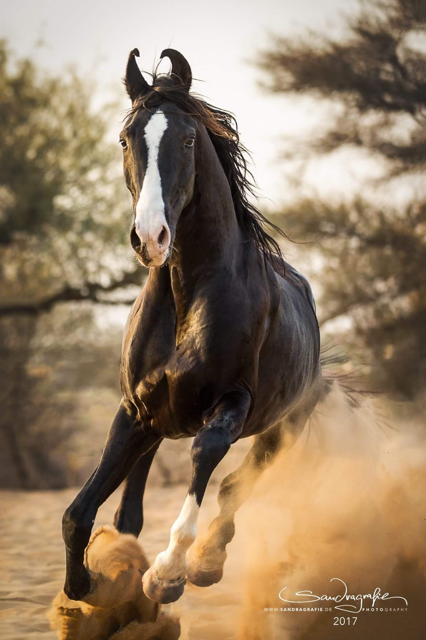 1365x2048 Marwari Horse Wallpaper