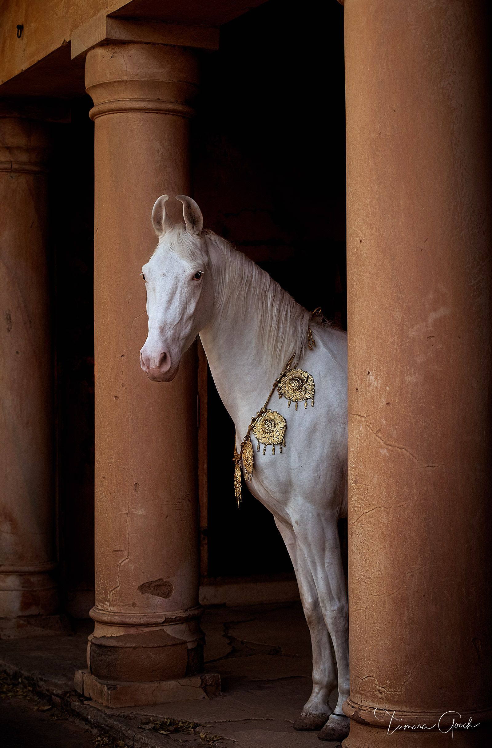 1600x2429 Palace Guard. Marwari Horse Fine Art. Tamara Gooch. Tamara Gooch. Fine Art Equine, Wildlife & Western Prints