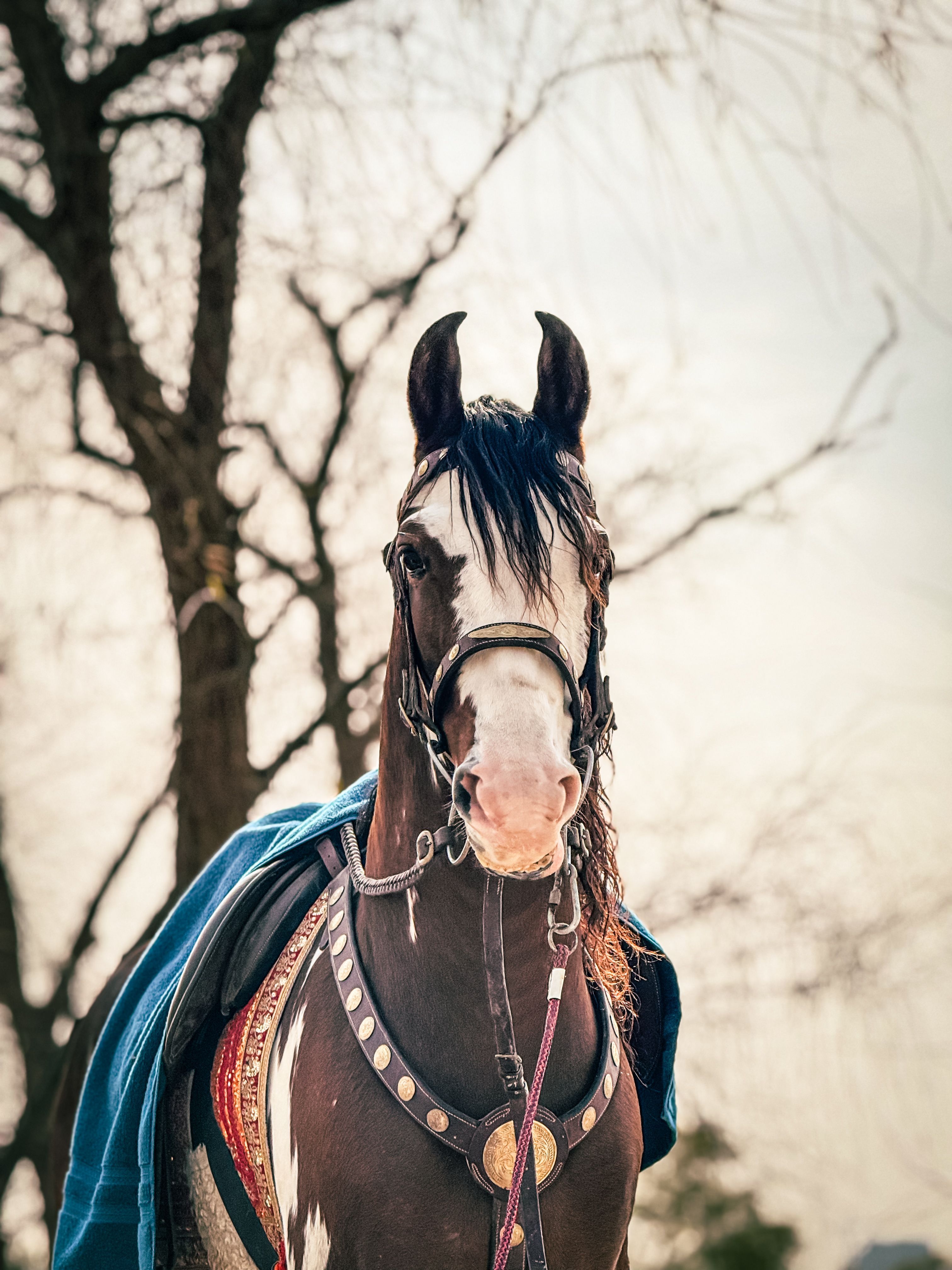 3024x4032 Marwari Horse Photo, Download The BEST Free Marwari Horse & HD Image