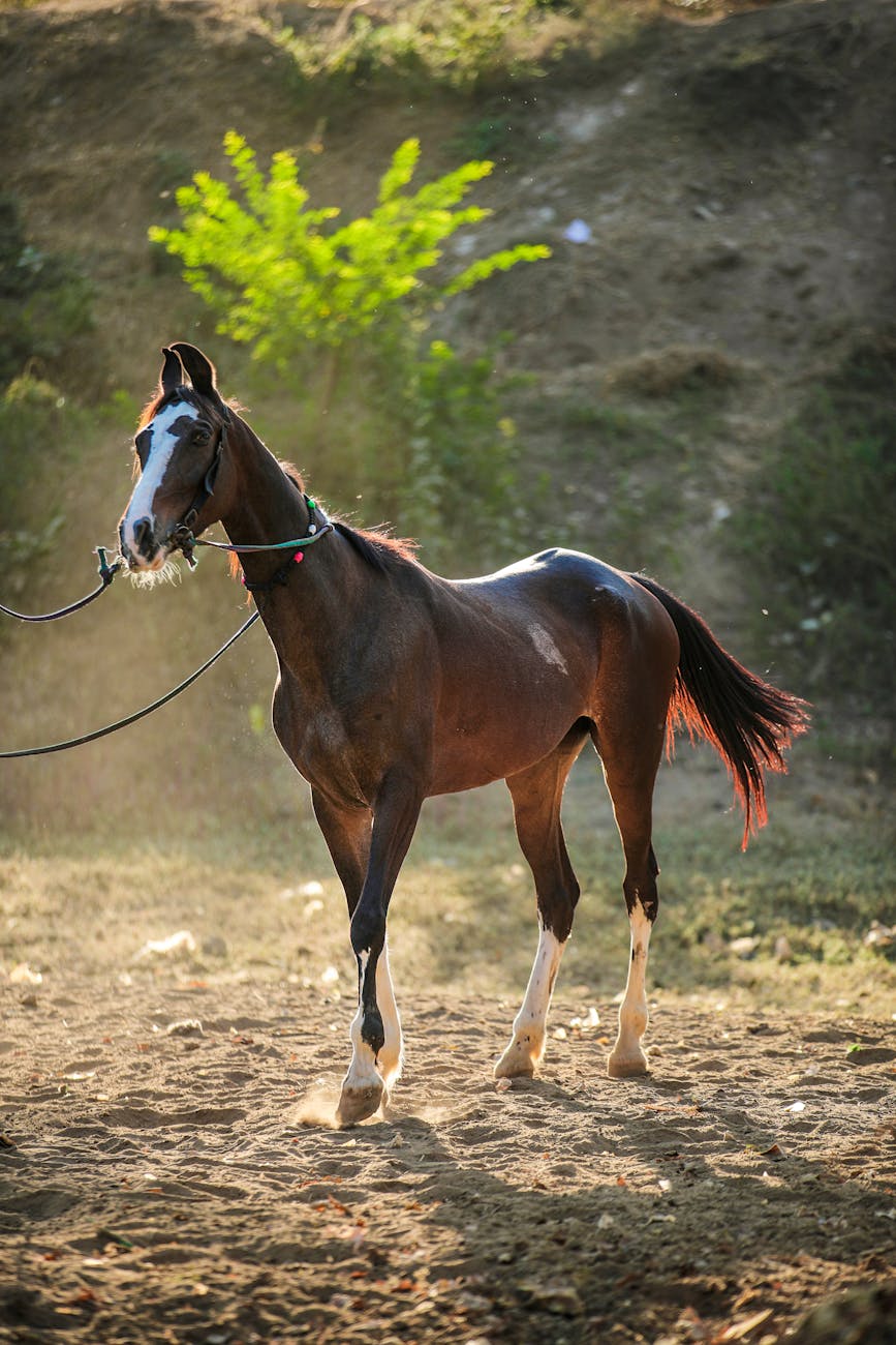 867x1300 Horse Breed Spotlight: The Most Marvelous Marwari on the Mind