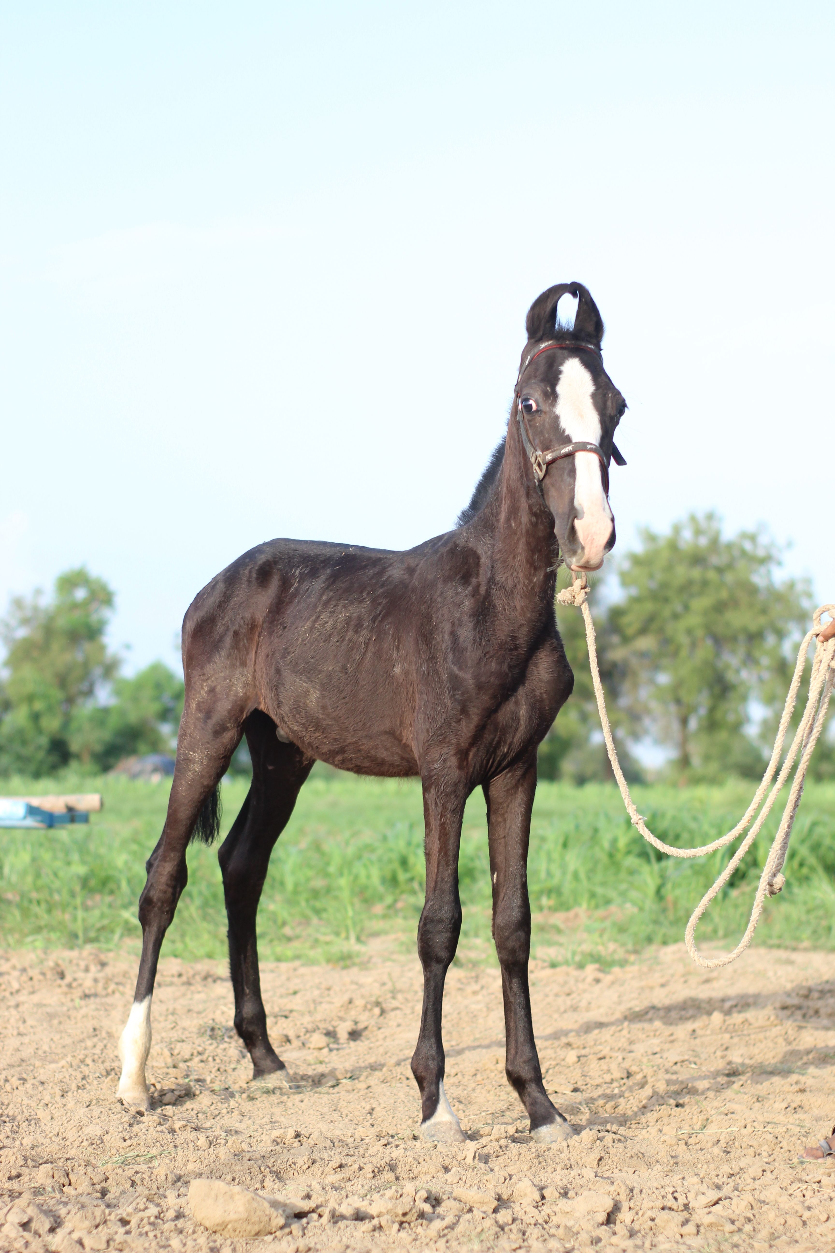 3456x5184 Majestic Marwari Horse in a Natural Setting · Free