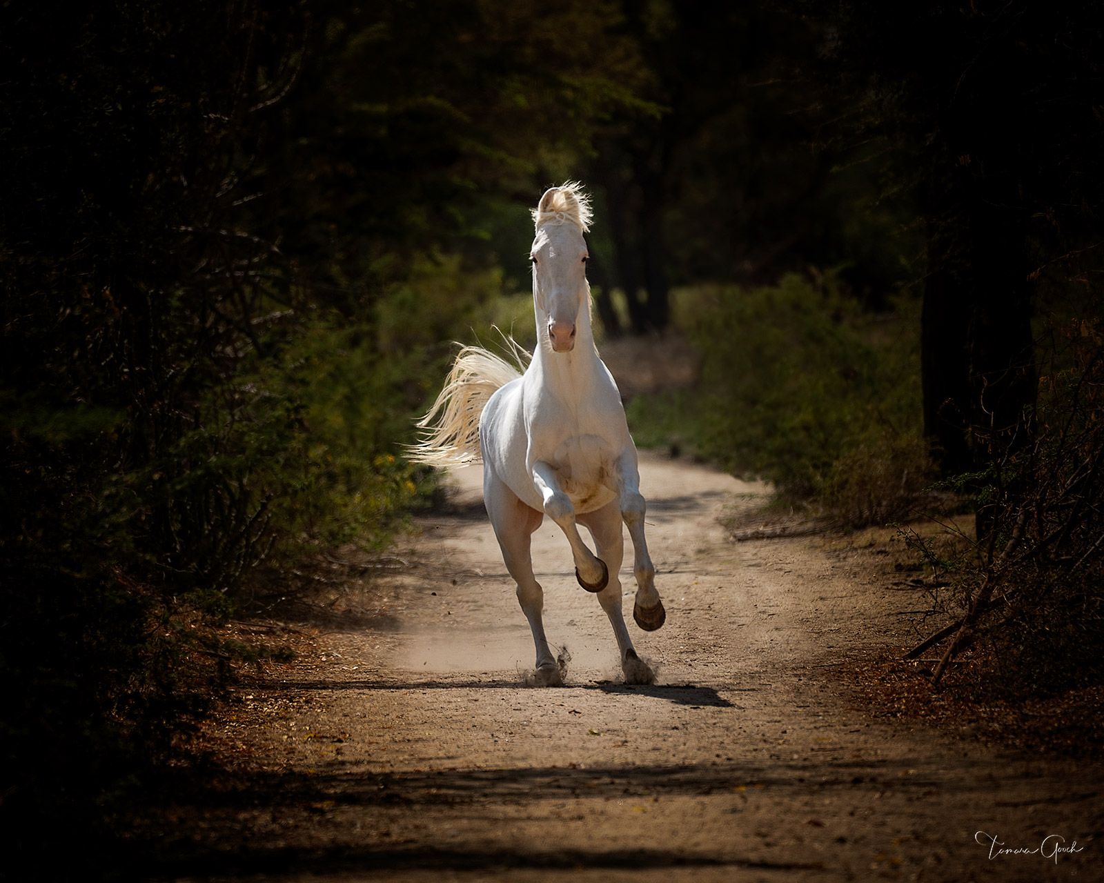 1600x1280 Out of the Shadows. Marwari Horse Fine Art Print. T. Gooch. Tamara Gooch. Fine Art Equine, Wildlife & Western Prints
