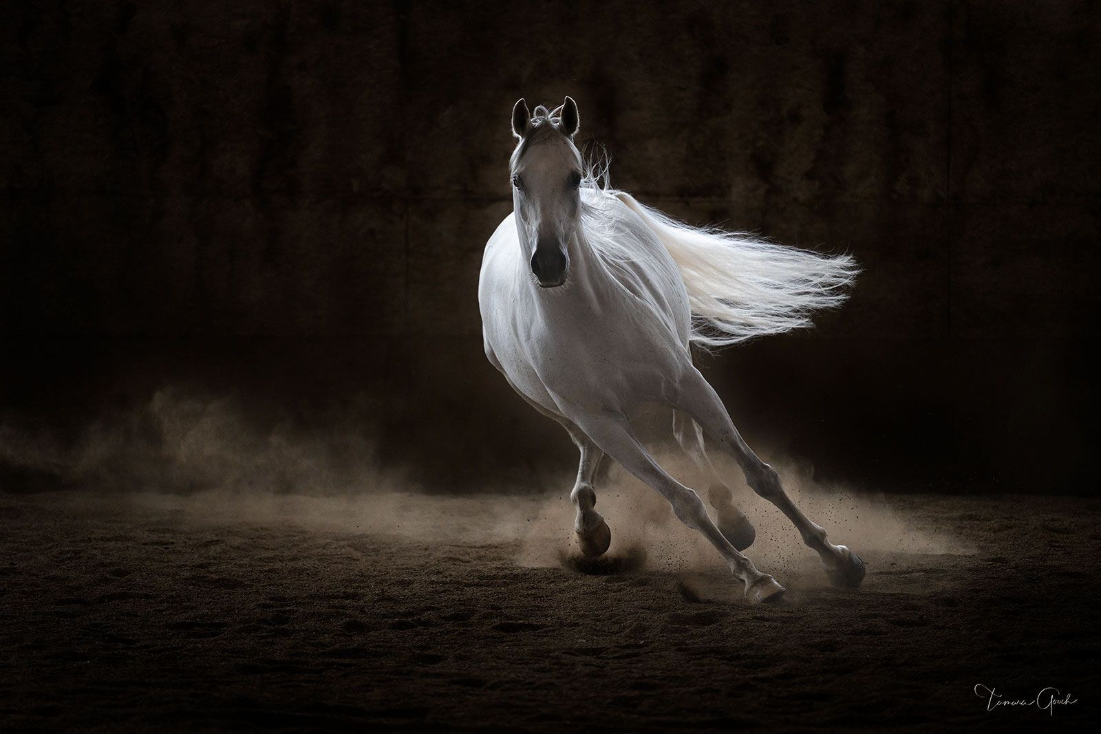 1600x1067 First Light. Marwari Horse Fine Art Print. Tamara Gooch. Tamara Gooch. Fine Art Equine, Wildlife & Western Prints