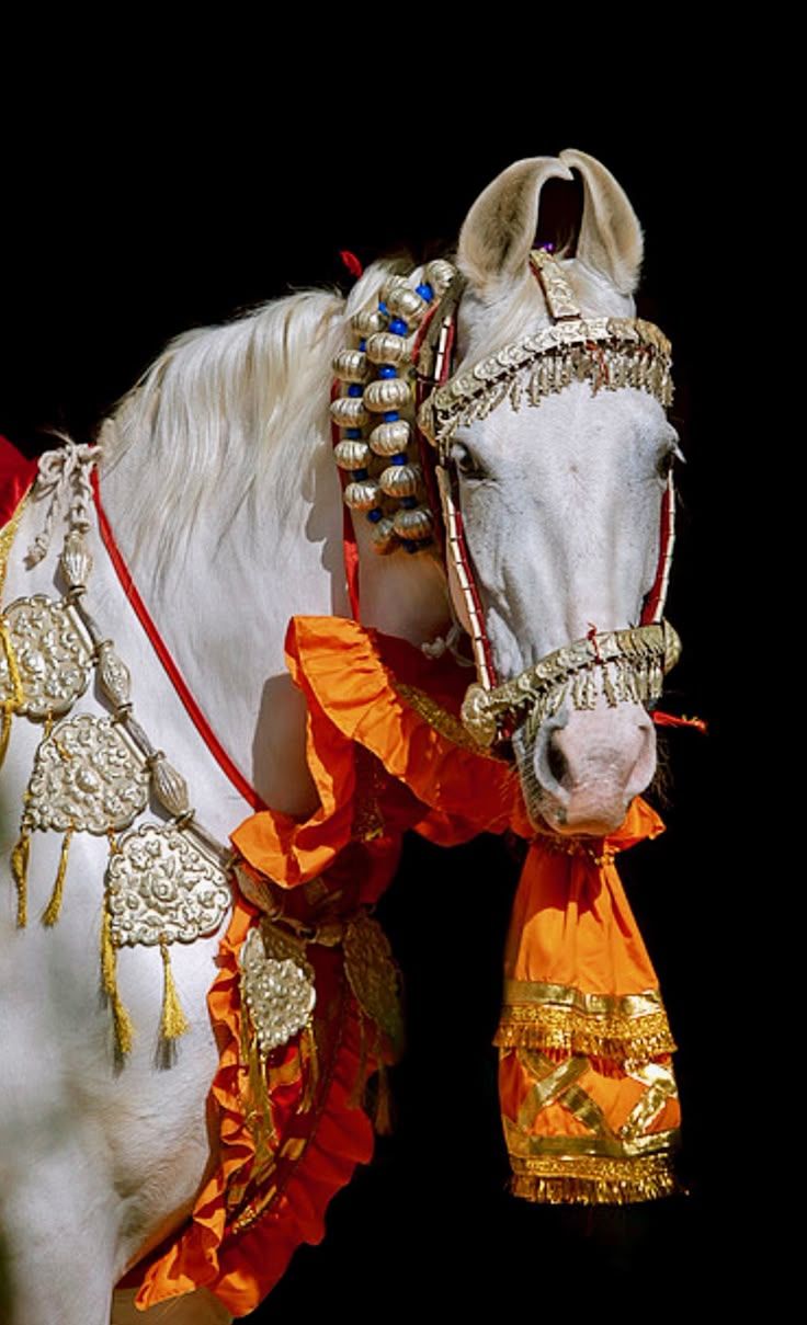 736x1209 Marwari Horse in Traditional Indian Finery. Decorated horse, Marwari horse wallpaper, Indian horses