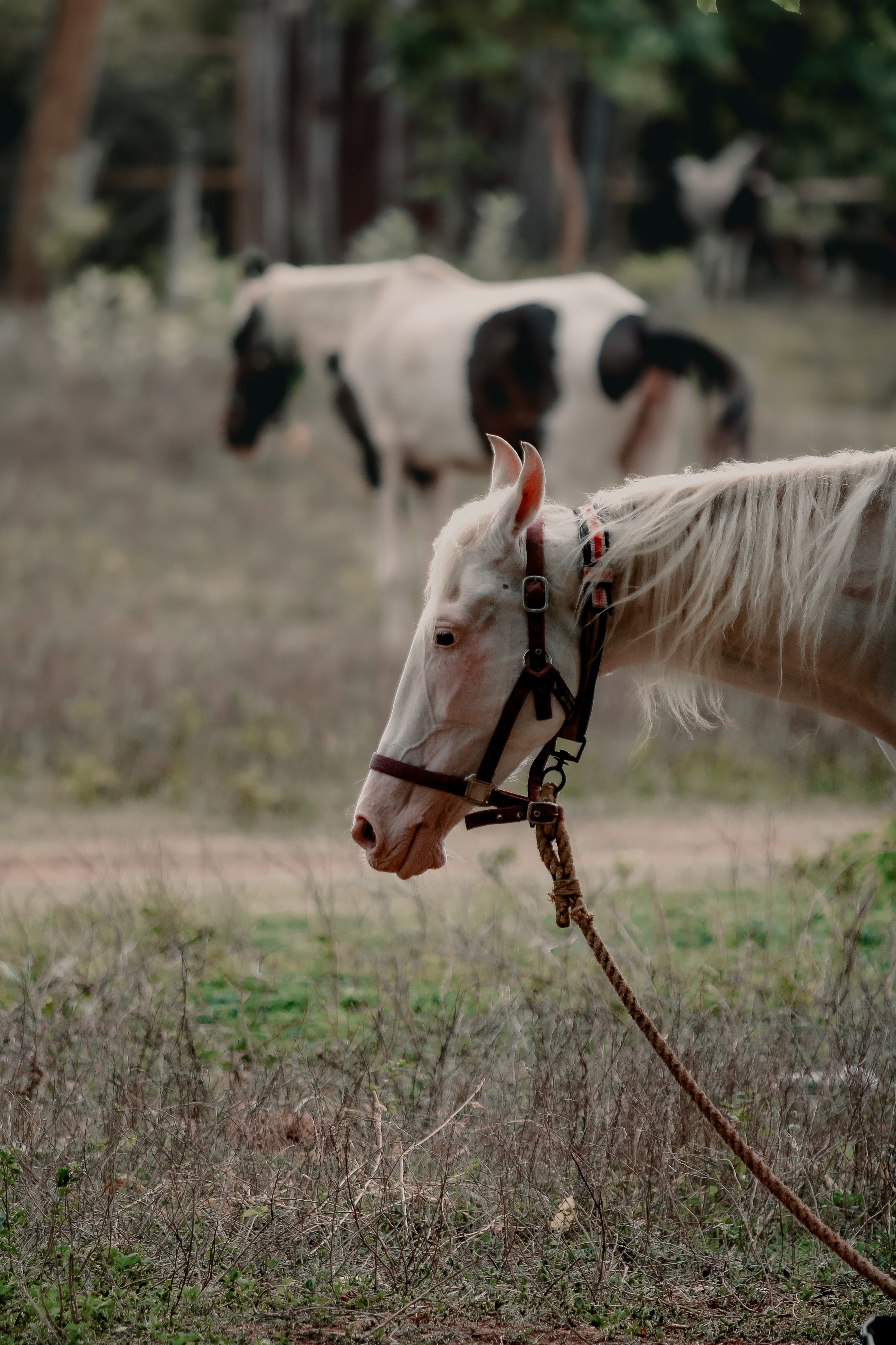 4000x6000 Majestic Marwari Horse in a Natural Setting · Free