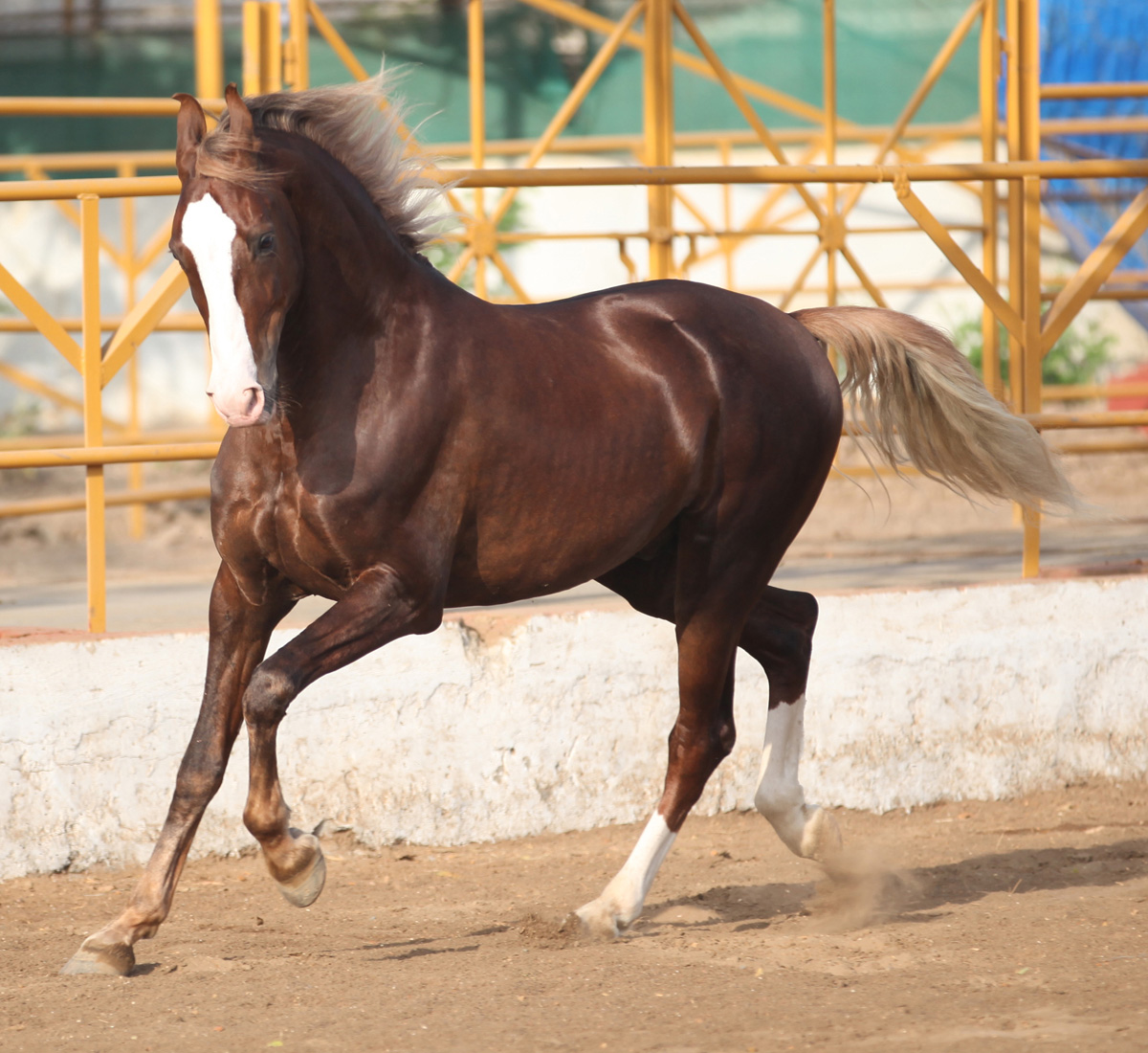 1200x1100 Marwari Horse Breed Information, History, Videos, Picture
