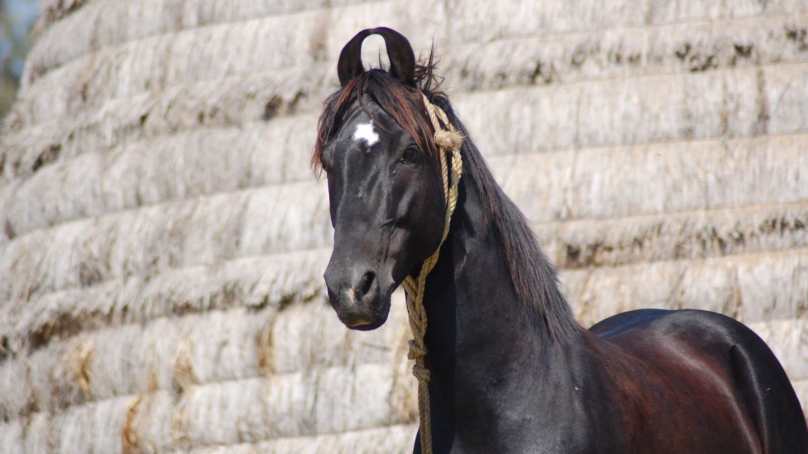 1600x900 Marwari Horse HD Background Wallpaper 75034