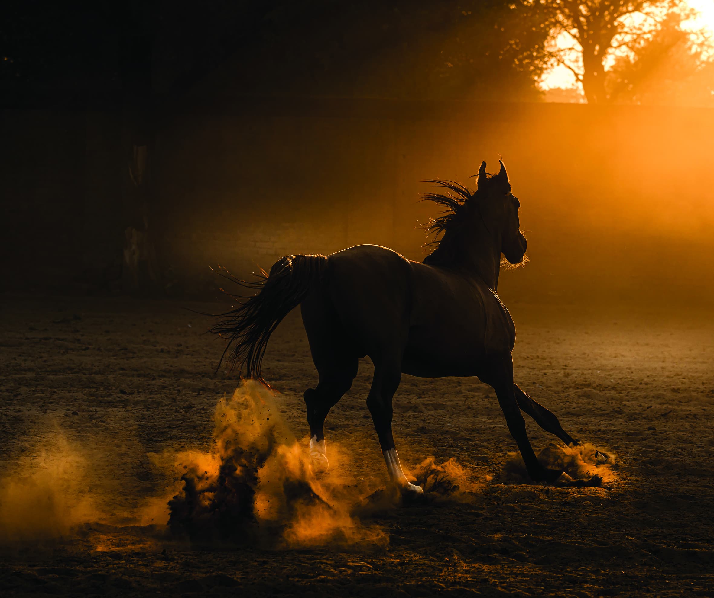 2362x1980 Marwari, The Horse of India. Coffee Table Book