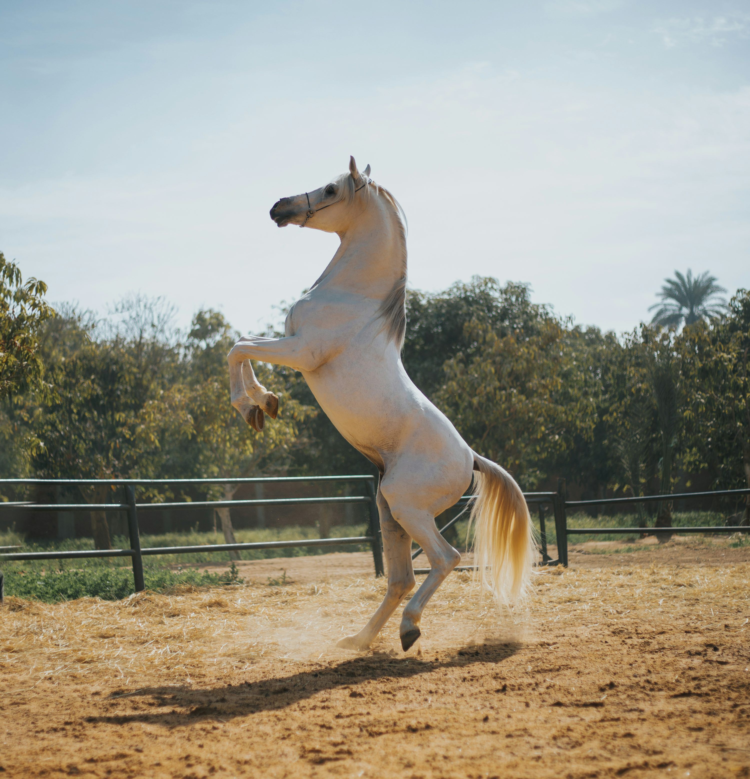 3000x3119 Arabian Horse Picture. Download Free Image
