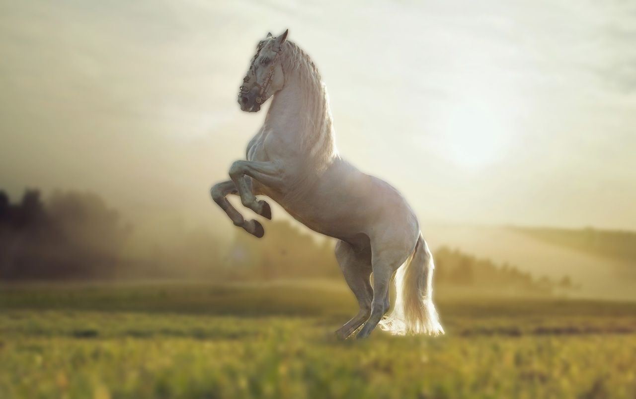 1280x804 Marwari Horse HD Wallpaper 75036