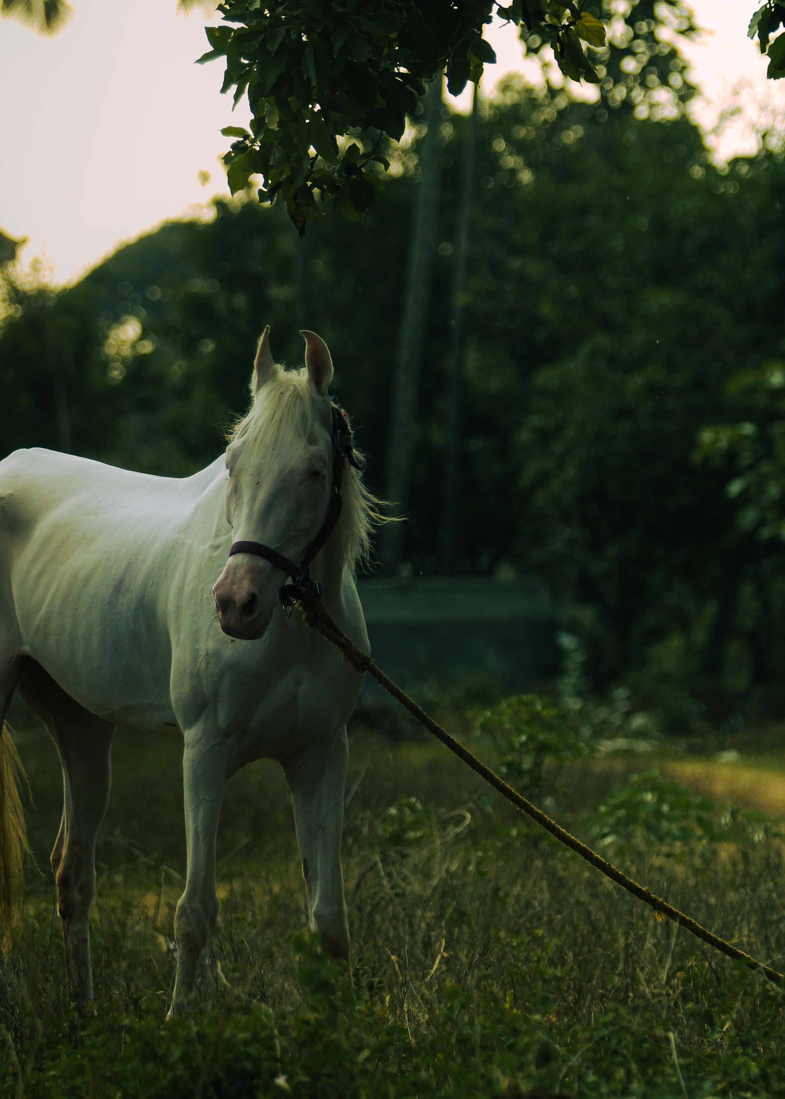 2581x3613 Majestic Marwari Horse in a Natural Setting · Free