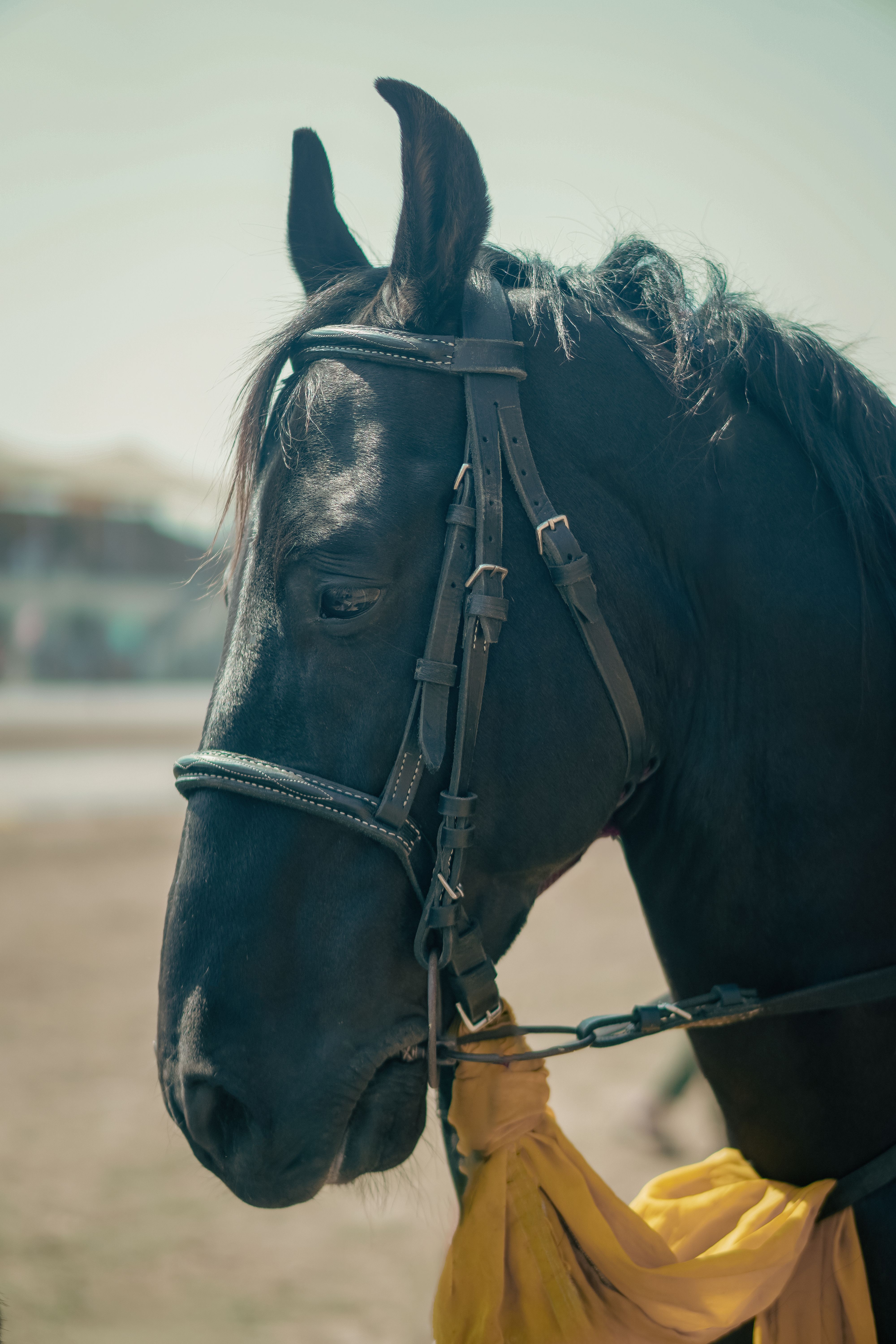 4000x6000 Marwari Horse Photo, Download The BEST Free Marwari Horse & HD Image