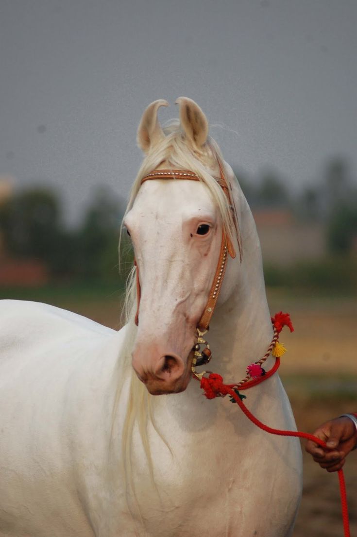 735x1106 Discover 27 Marwari and marwari ears ideas. marwari horse characteristics, marwari horse ears, marwari horse picture and more