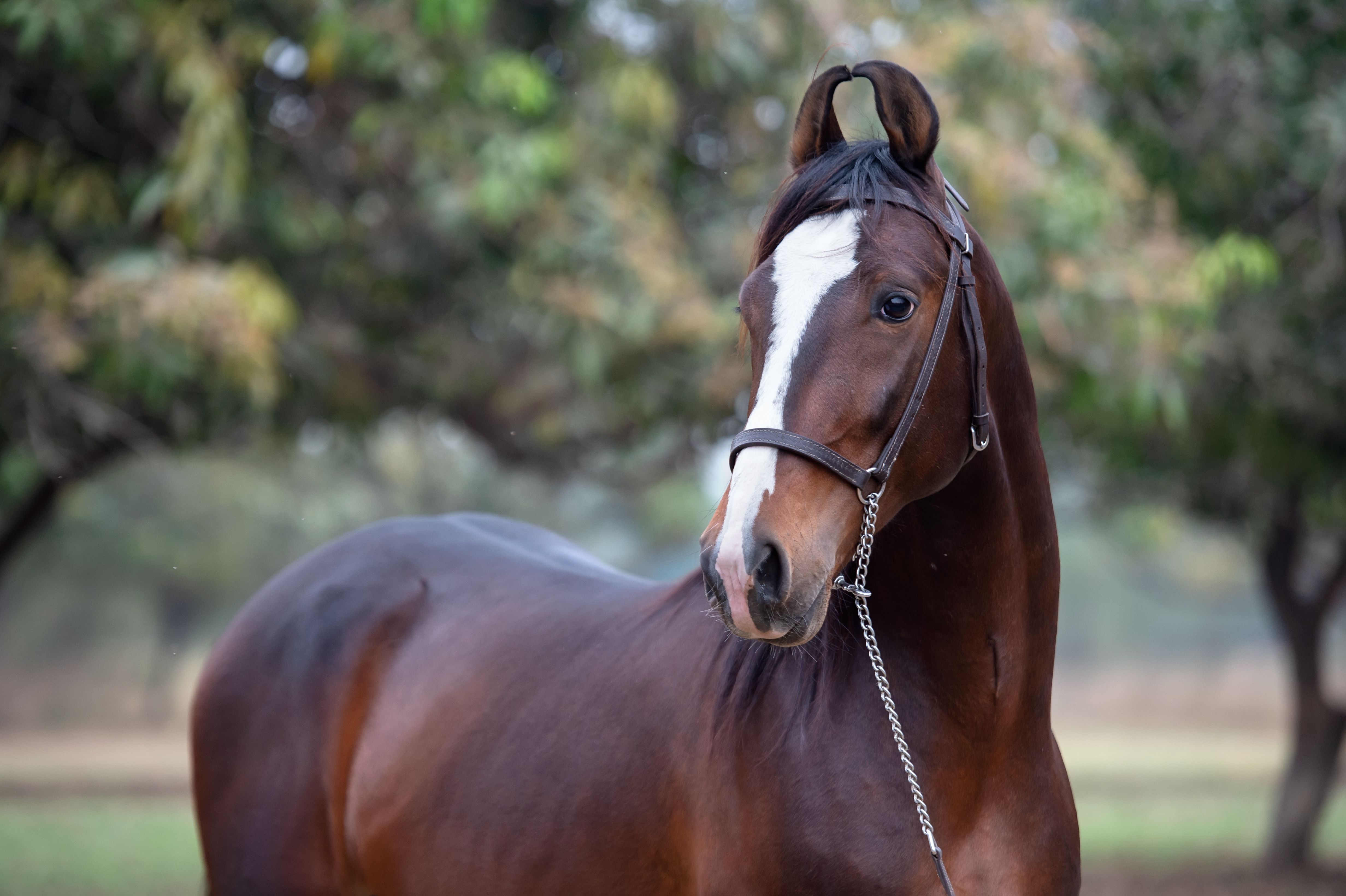 4928x3280 The Beauty of Horses