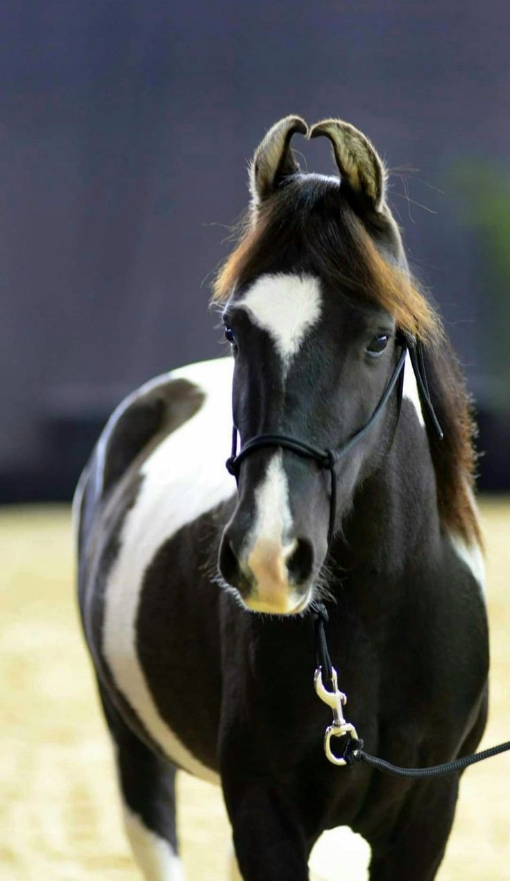 735x1270 Marwari mare Amala
