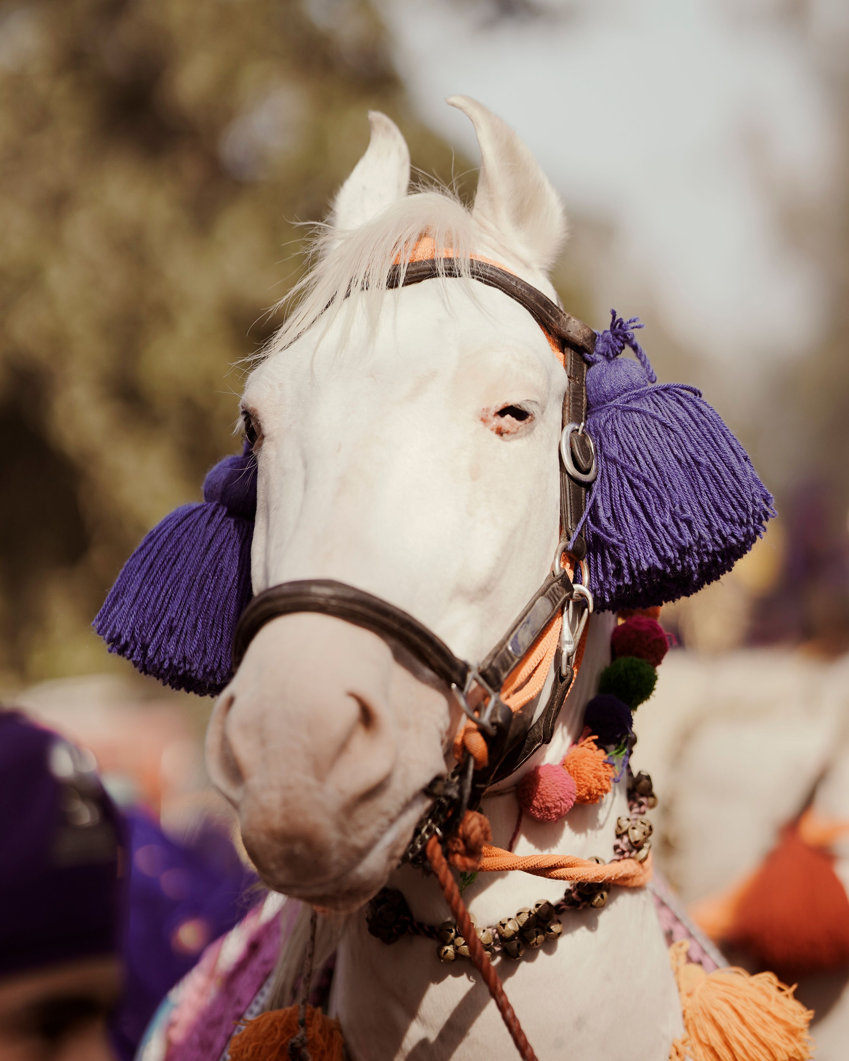 2855x3568 Marwari Horse Photo, Download The BEST Free Marwari Horse & HD Image