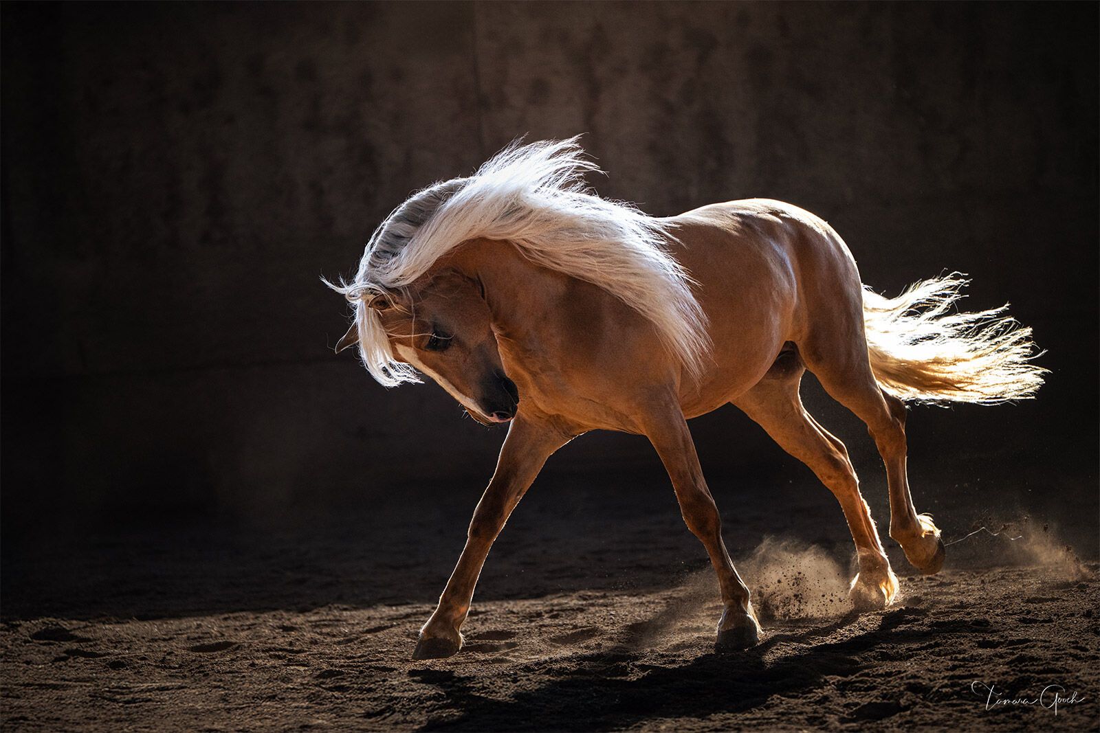1600x1067 White Thunder. Marwari Stallions Fine Art. Tamara Gooch. Tamara Gooch. Fine Art Equine, Wildlife & Western Prints
