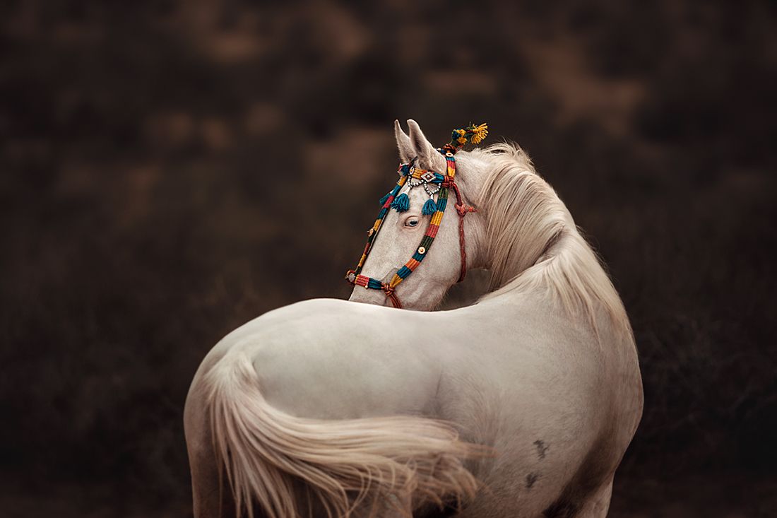 1100x733 ND Awards 2020 Professional Nature Other Honorable Mention Carina Maiwald