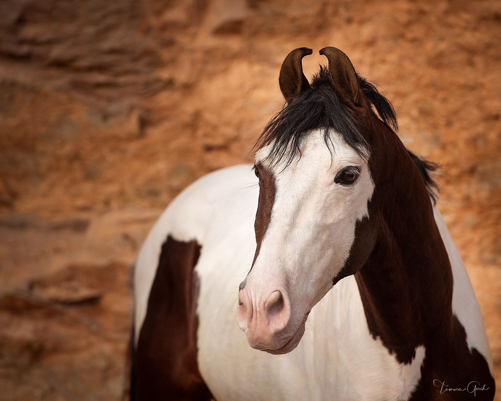 1600x1280 The Prince of Marwar. Marwari Fine Art. Tamara Gooch. Tamara Gooch. Fine Art Equine, Wildlife & Western Prints