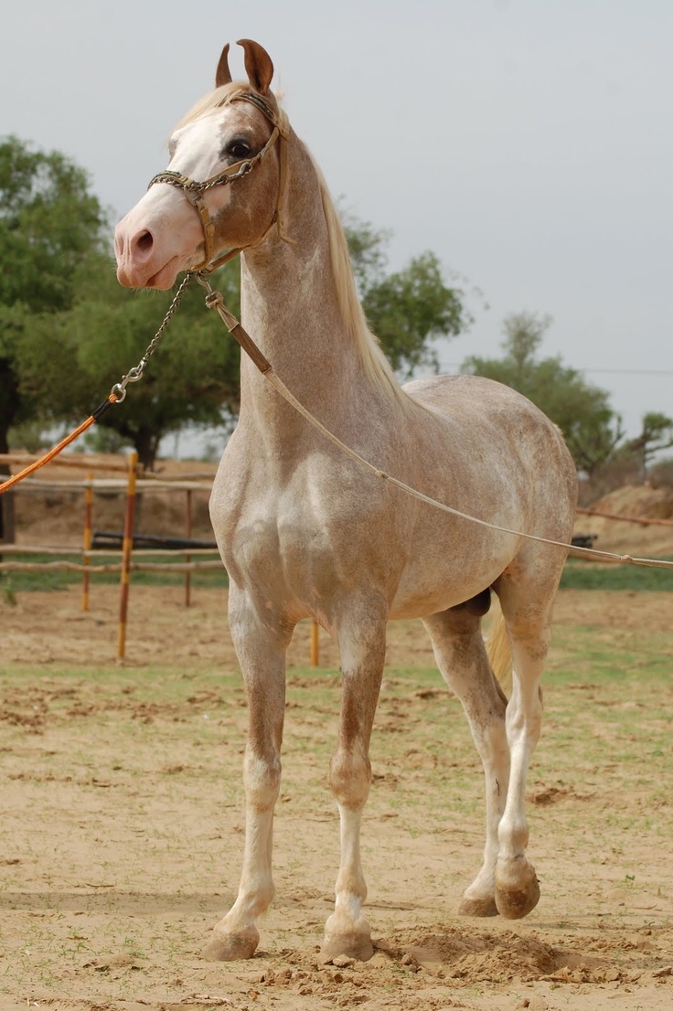 736x1106 Marwari Horse Breed Information, History, Videos, Picture