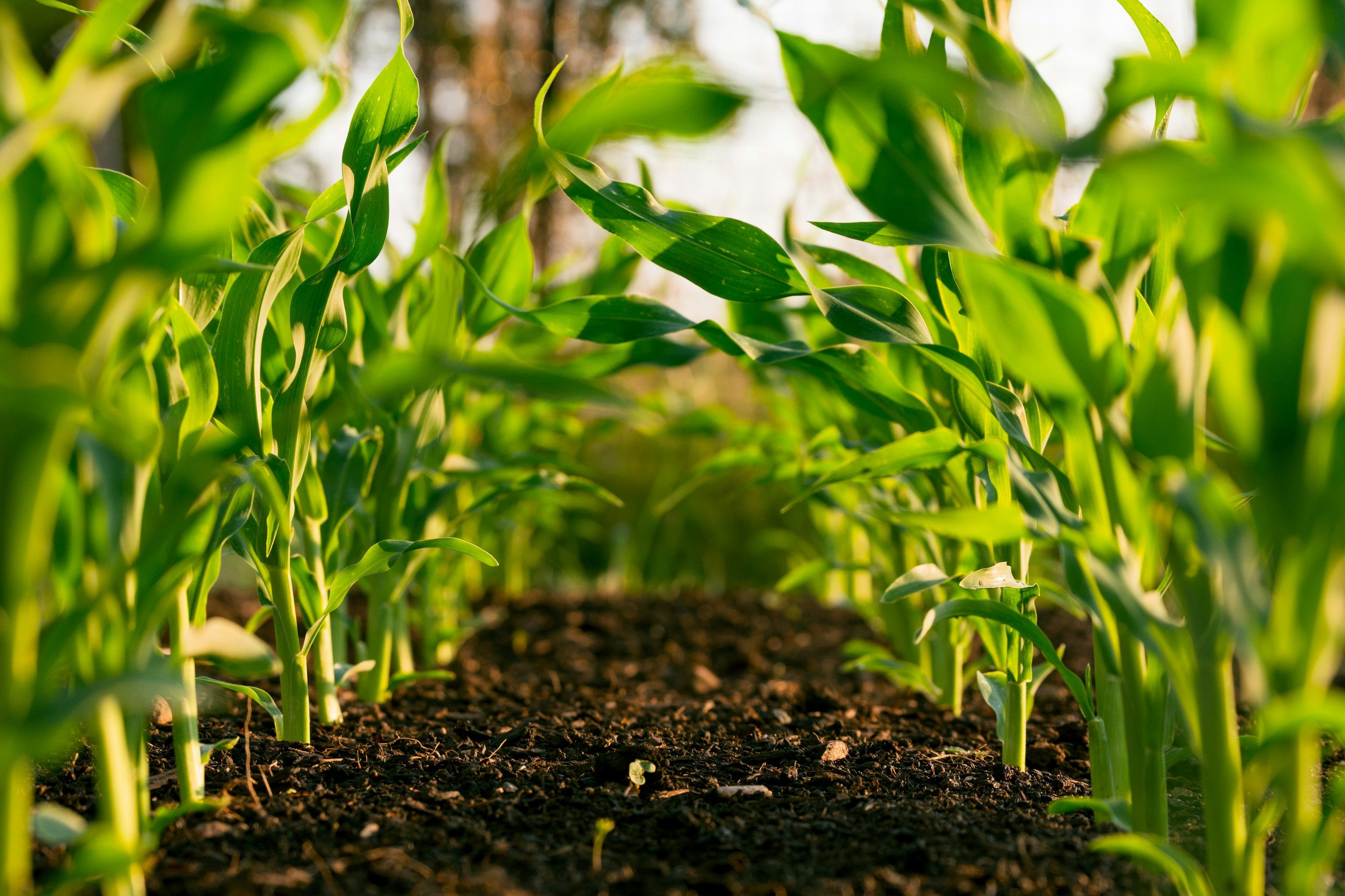 3000x2000 Organic Farming Picture. Download Free Image