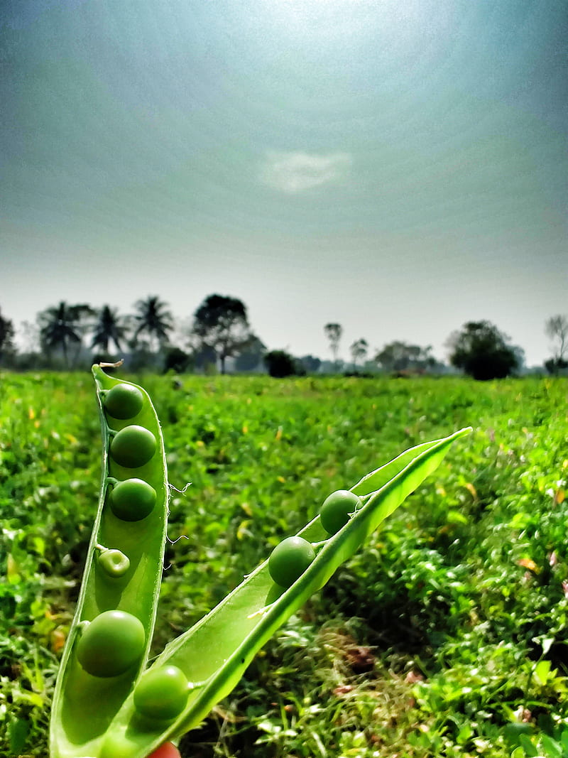 800x1067 HD organic farming wallpaper