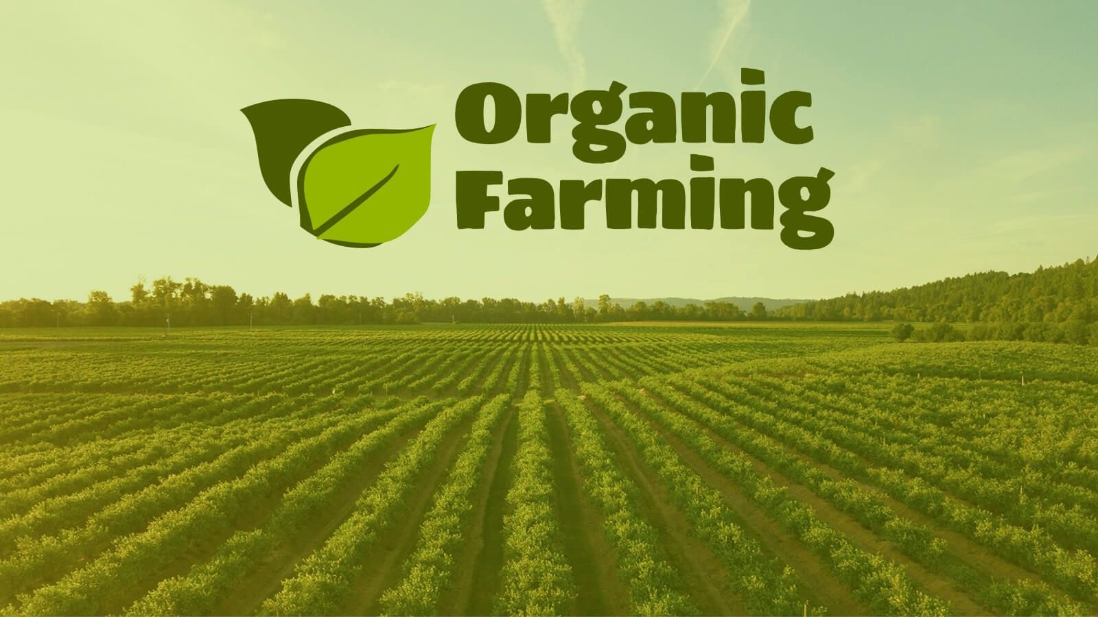1600x900 Simple Organic Farming and Agriculture Powerpoint Template and Google Slides Theme