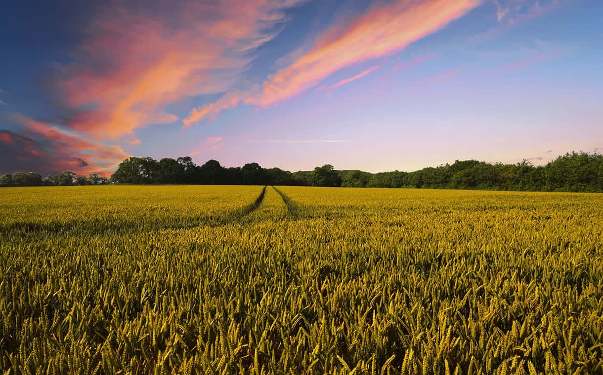 1220x760 Download Lush Organic Farm with a Scenic View Wallpaper
