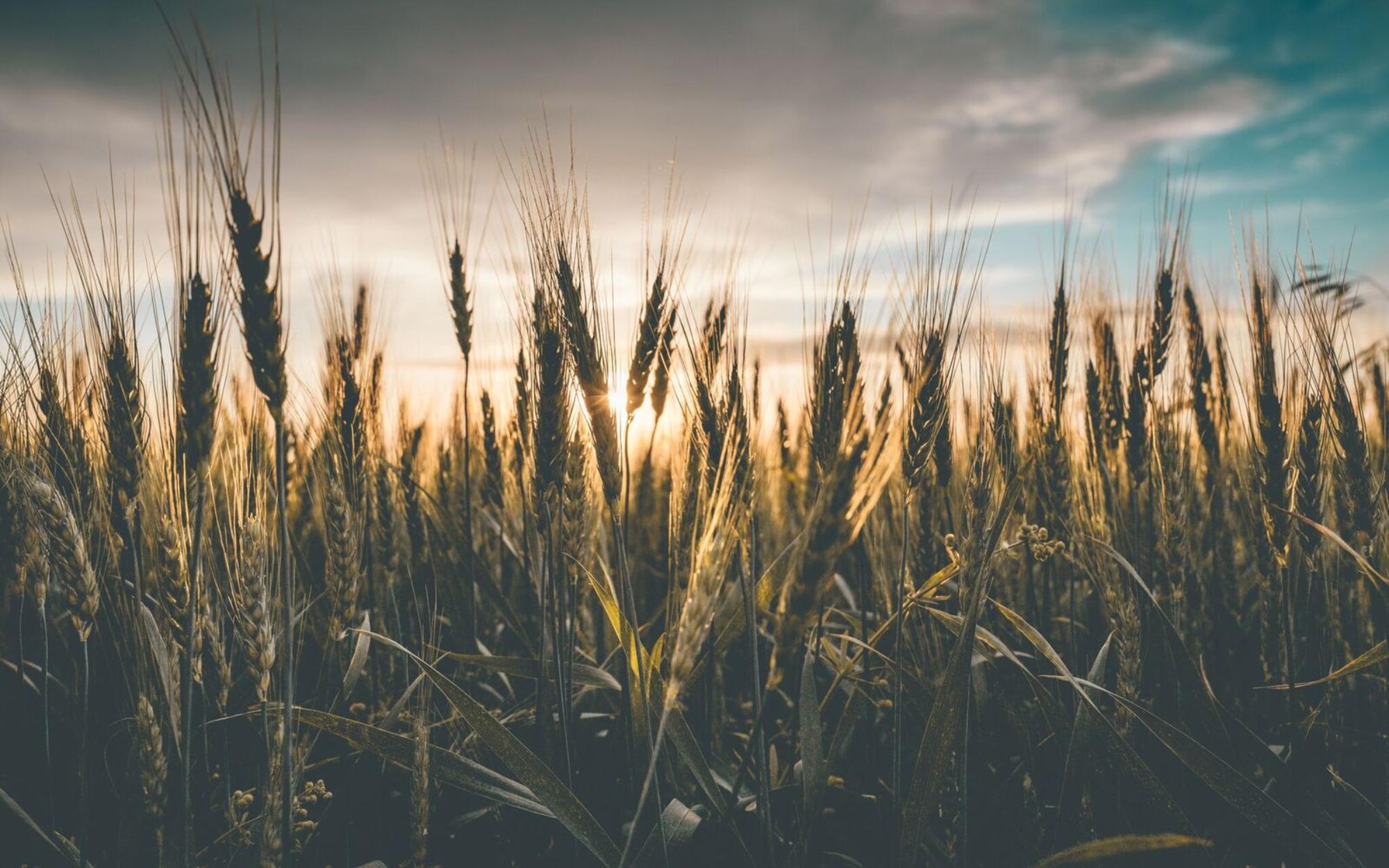 2000x1250 How Organic Farming is Reinventing Wheat (In a Good Way)