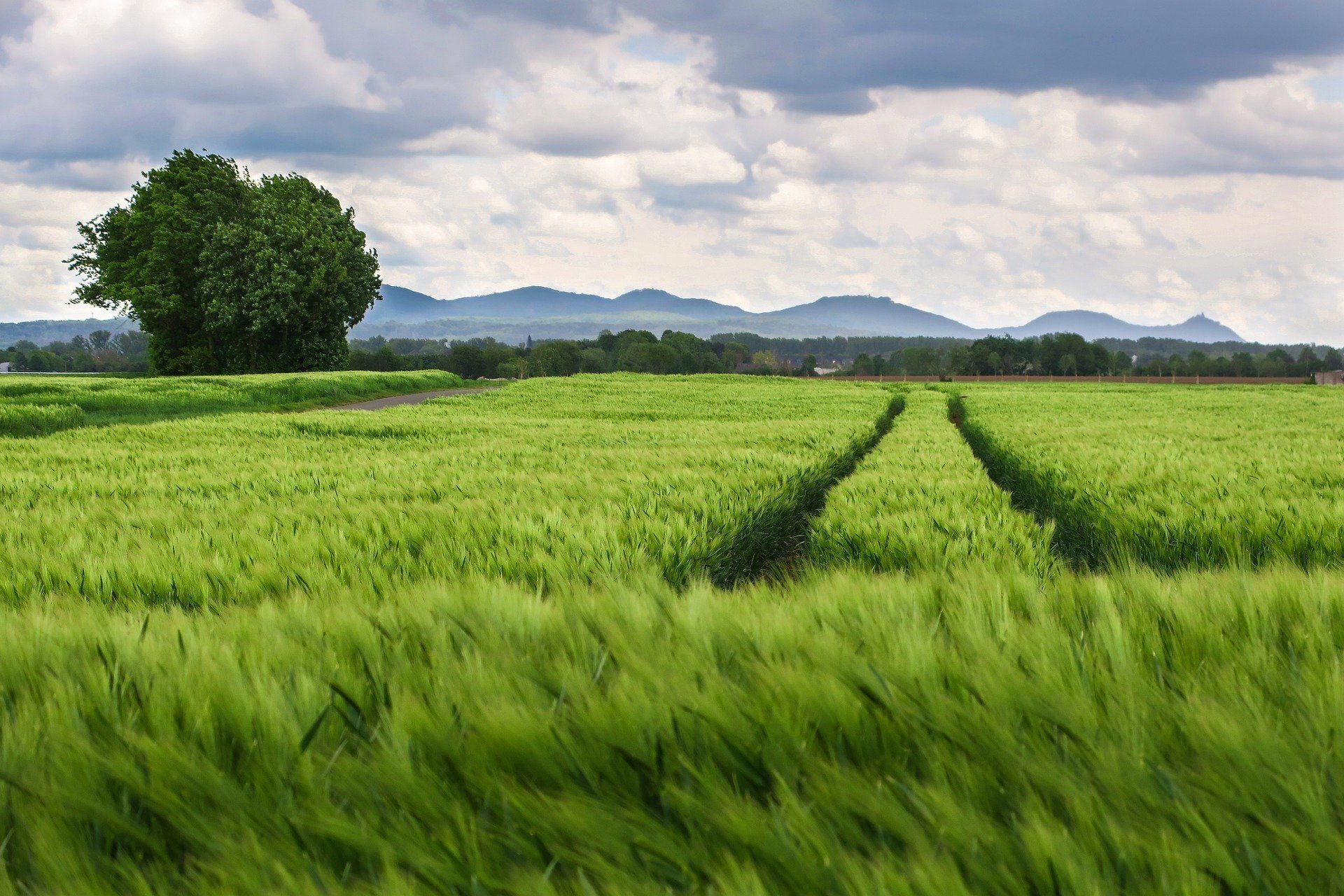 1920x1280 Promoting Biodiversity Friendly Landscapes: Beyond Organic Farming