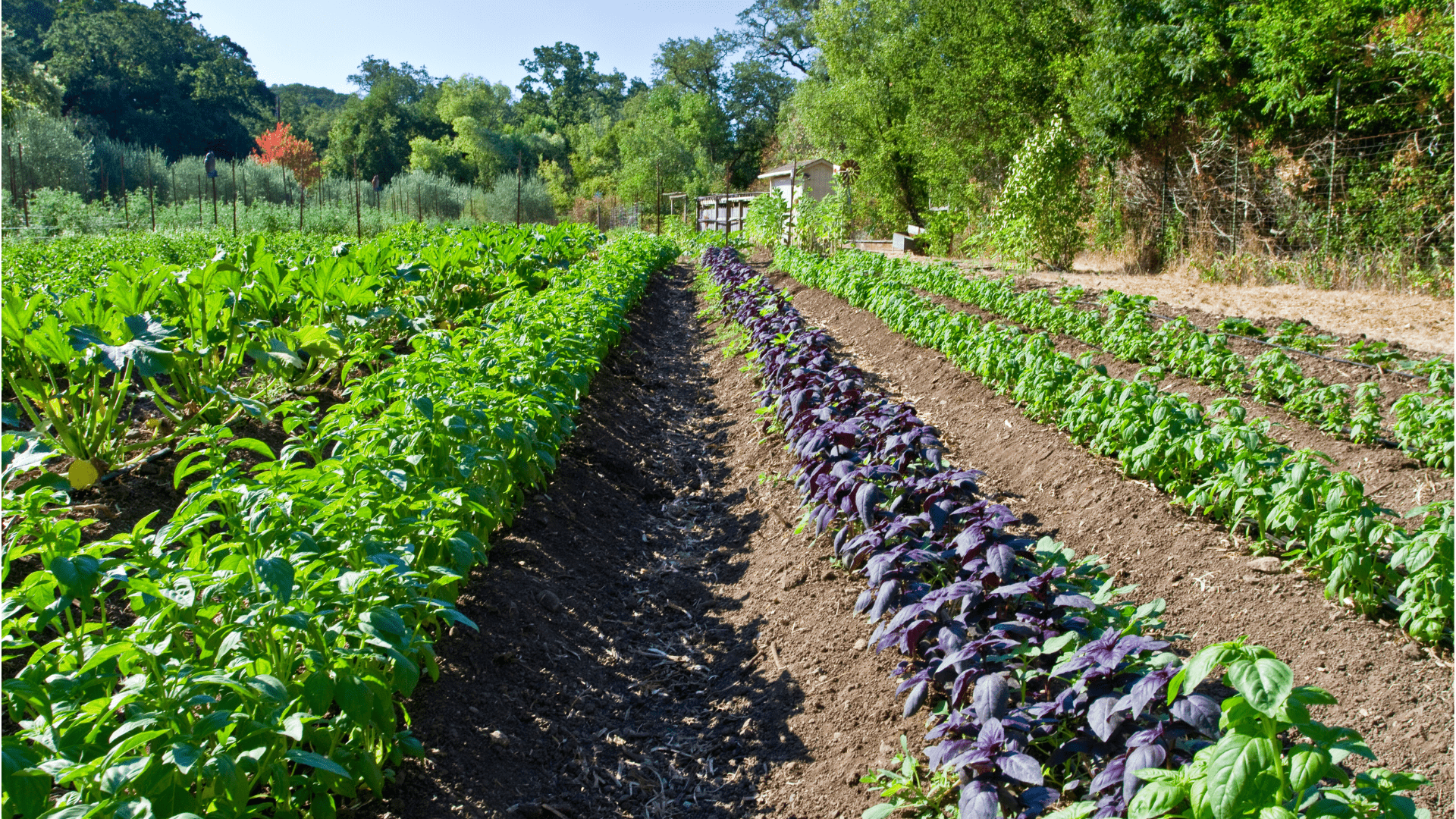1920x1080 Protecting Biodiversity on Organic Farms