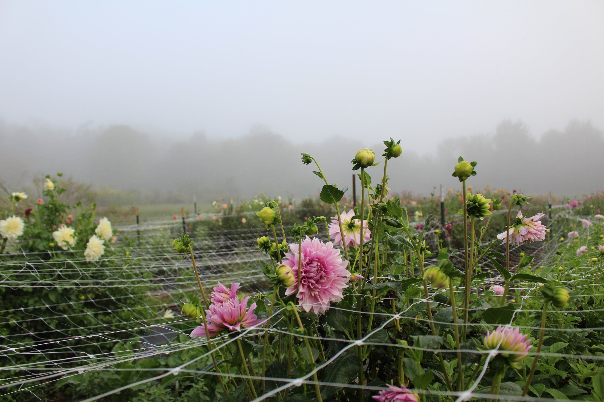 2500x1667 Organic Farming with Green Door Gourmet