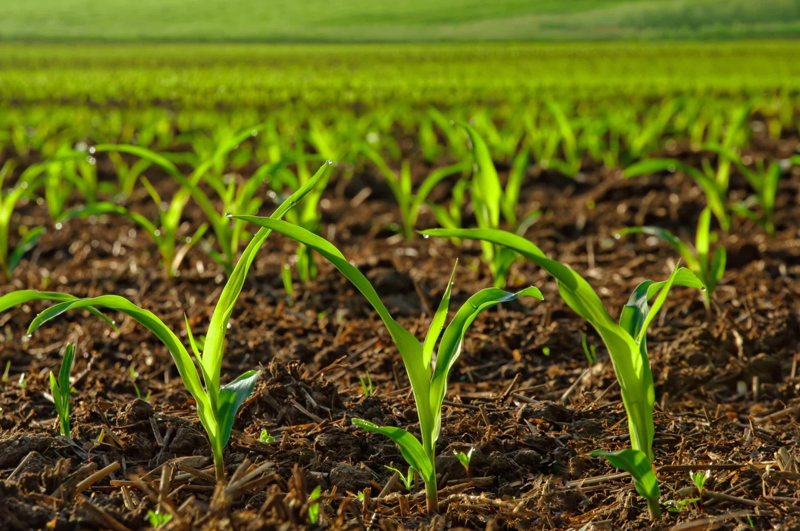2560x1700 FFAR & OFRF Award Six Organic Farming Research Projects for Food & Agriculture Research