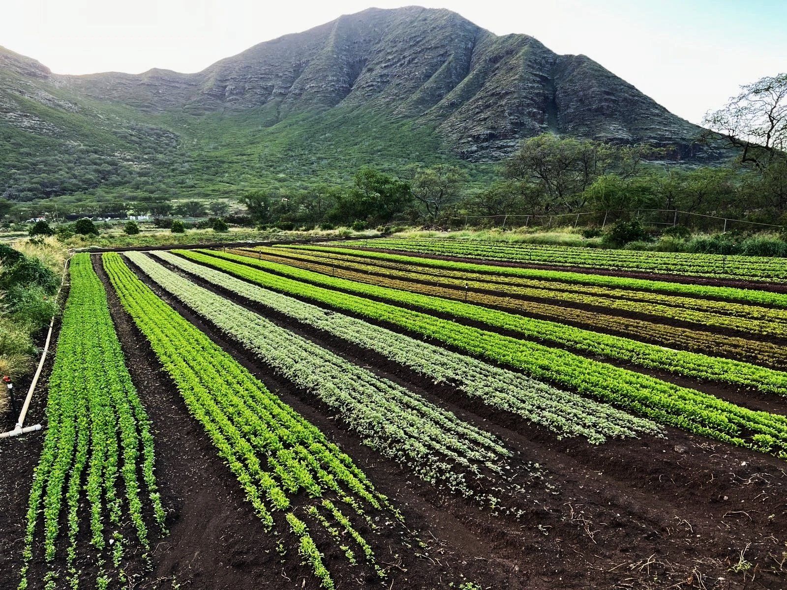 1600x1200 MA'O Organic farms