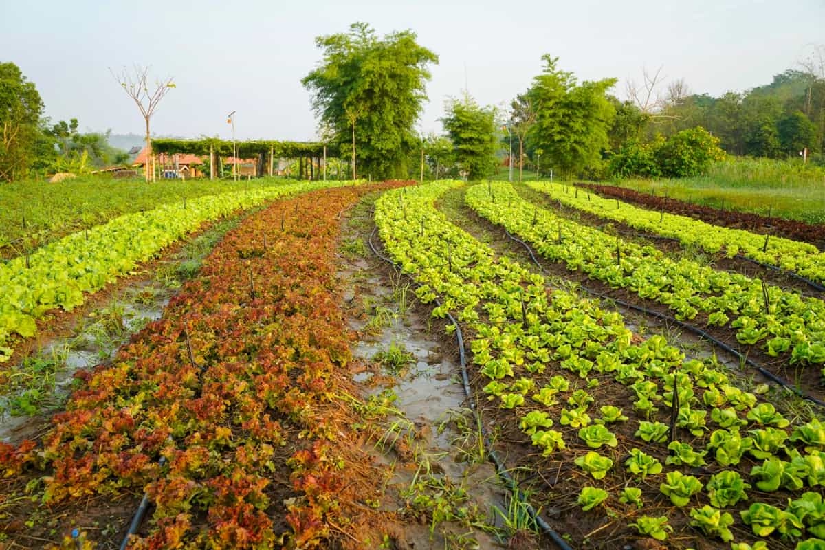 1200x800 Integrated Organic Farming: A Holistic Approach to Agriculture