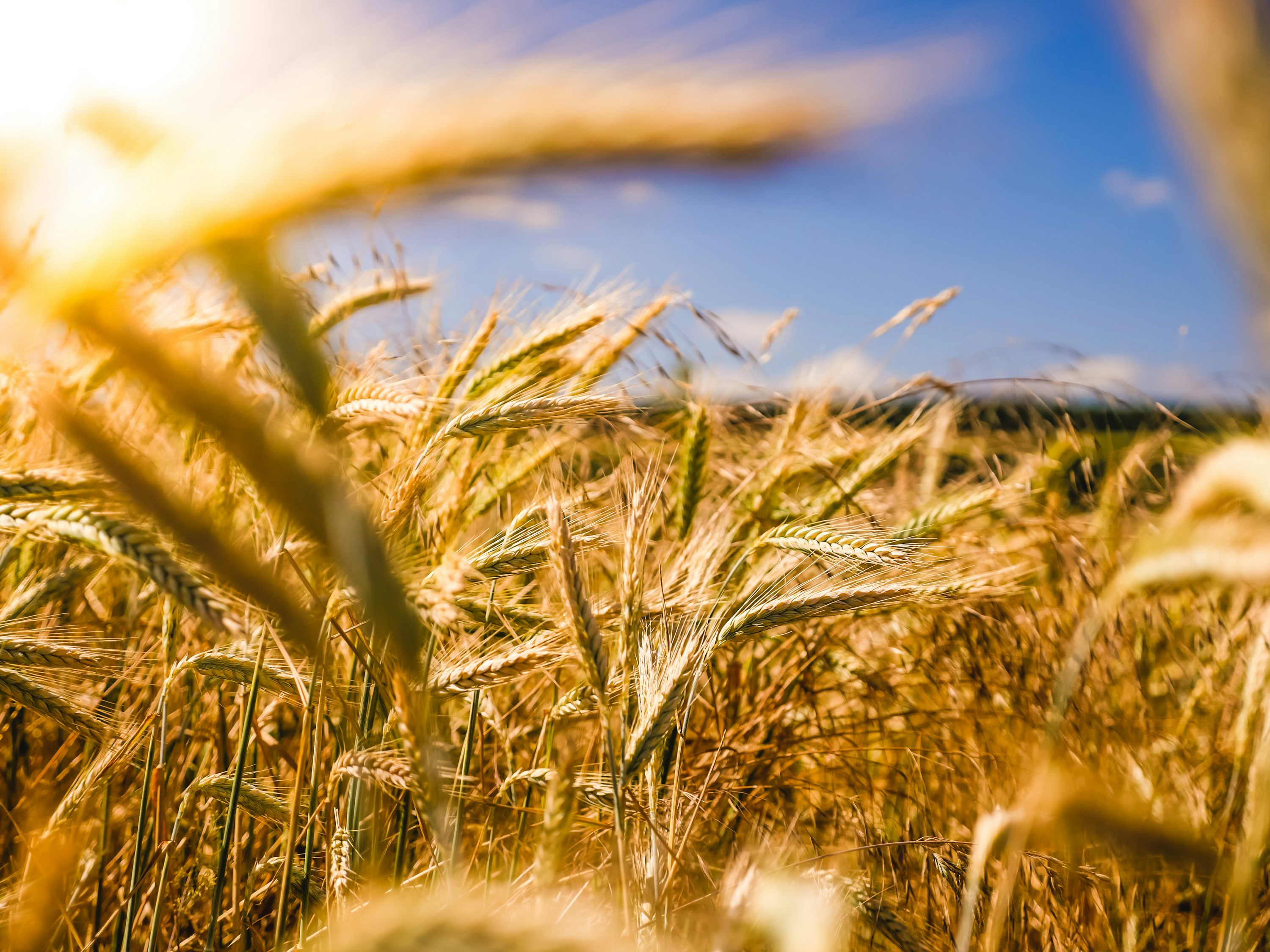 3000x2250 Organic Farming Picture. Download Free Image