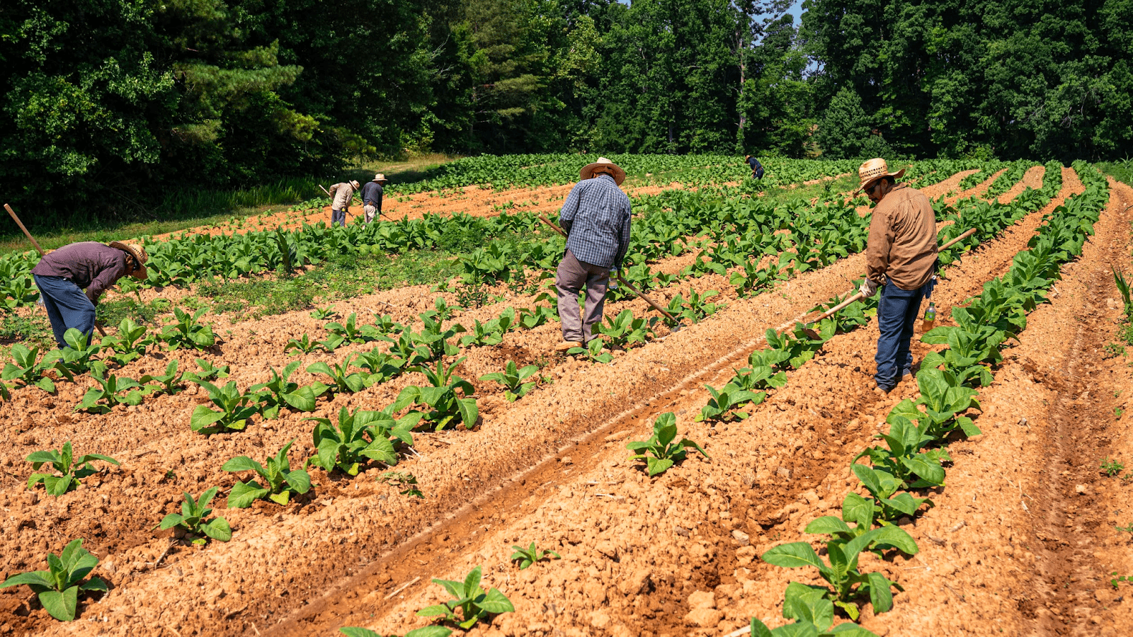1600x900 What is Organic Farming: Concept and Benefits