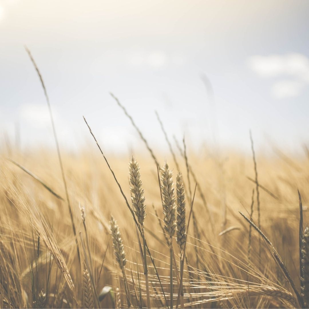 1080x1080 Environmental Benefits of Organic Farming