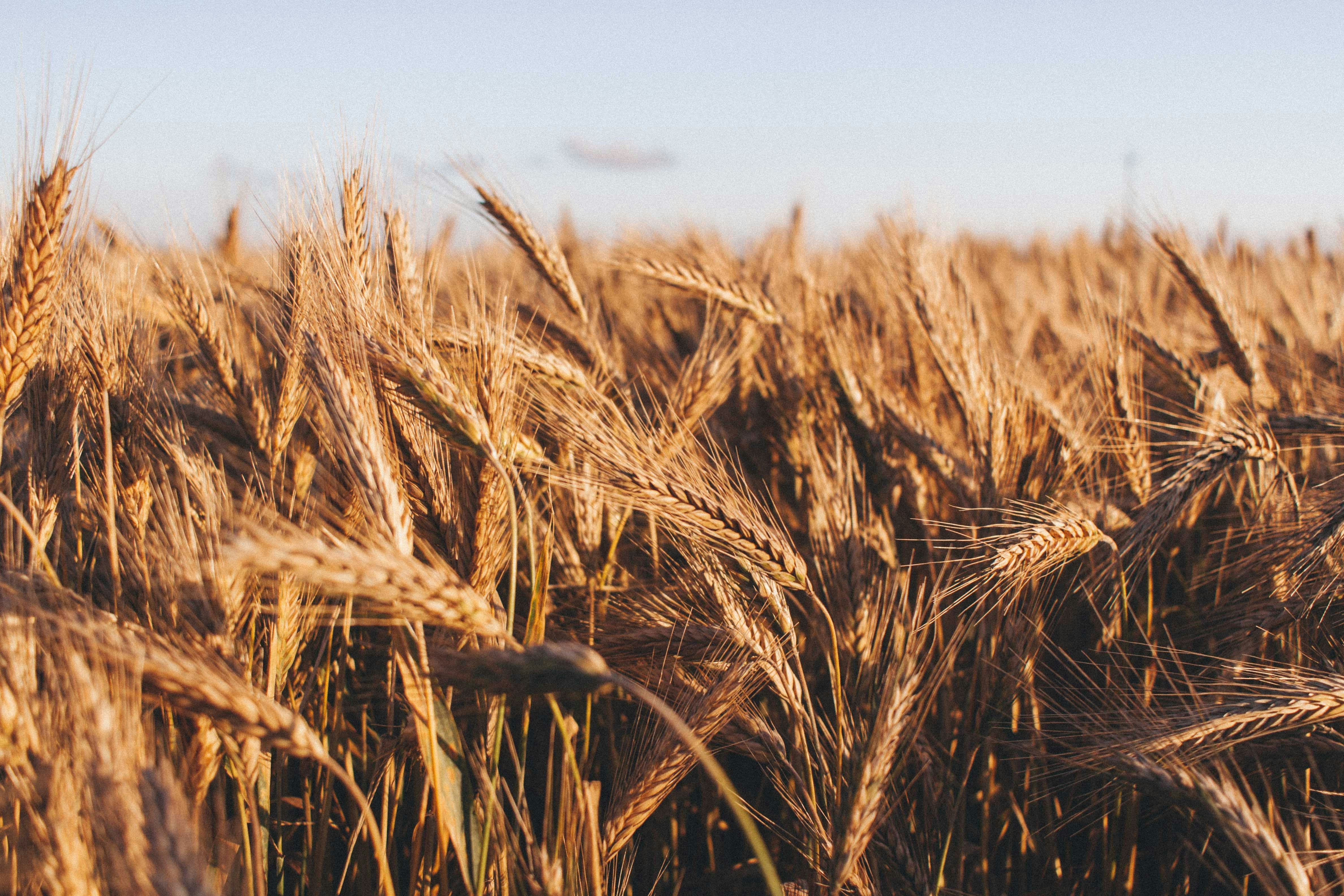 4752x3168 Organic Farming Guide. Small Business Accelerator