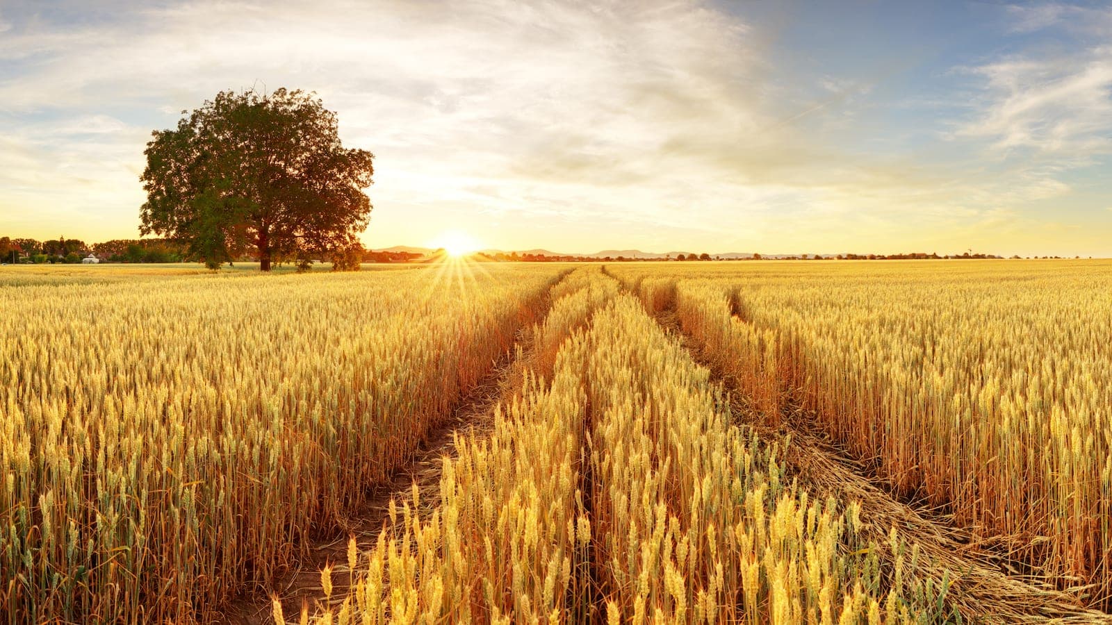 1600x900 Organic Farming Can Be Harder On The Environment Than High Yield