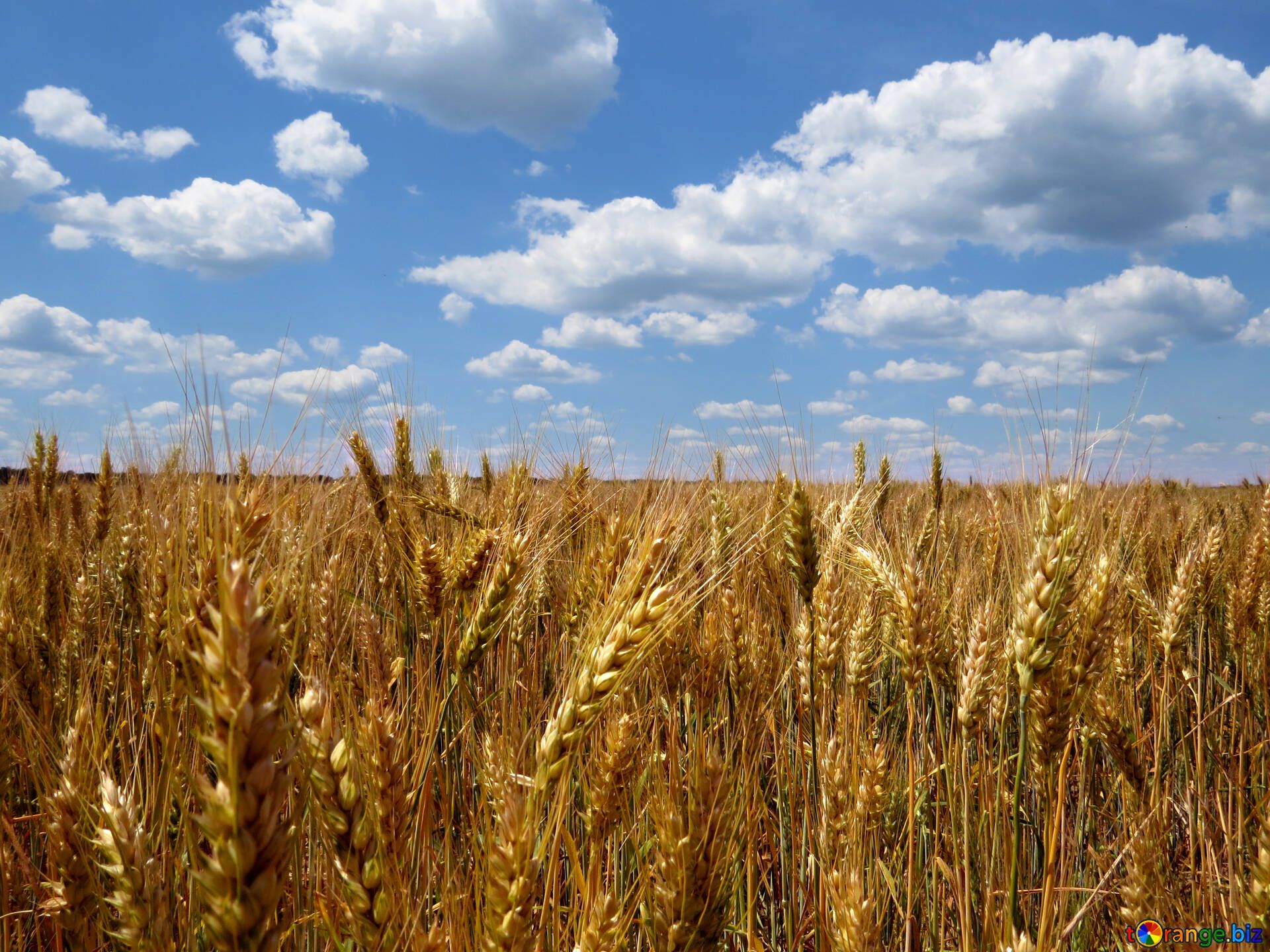 1920x1440 Organic farming wheat field free image - № 27249