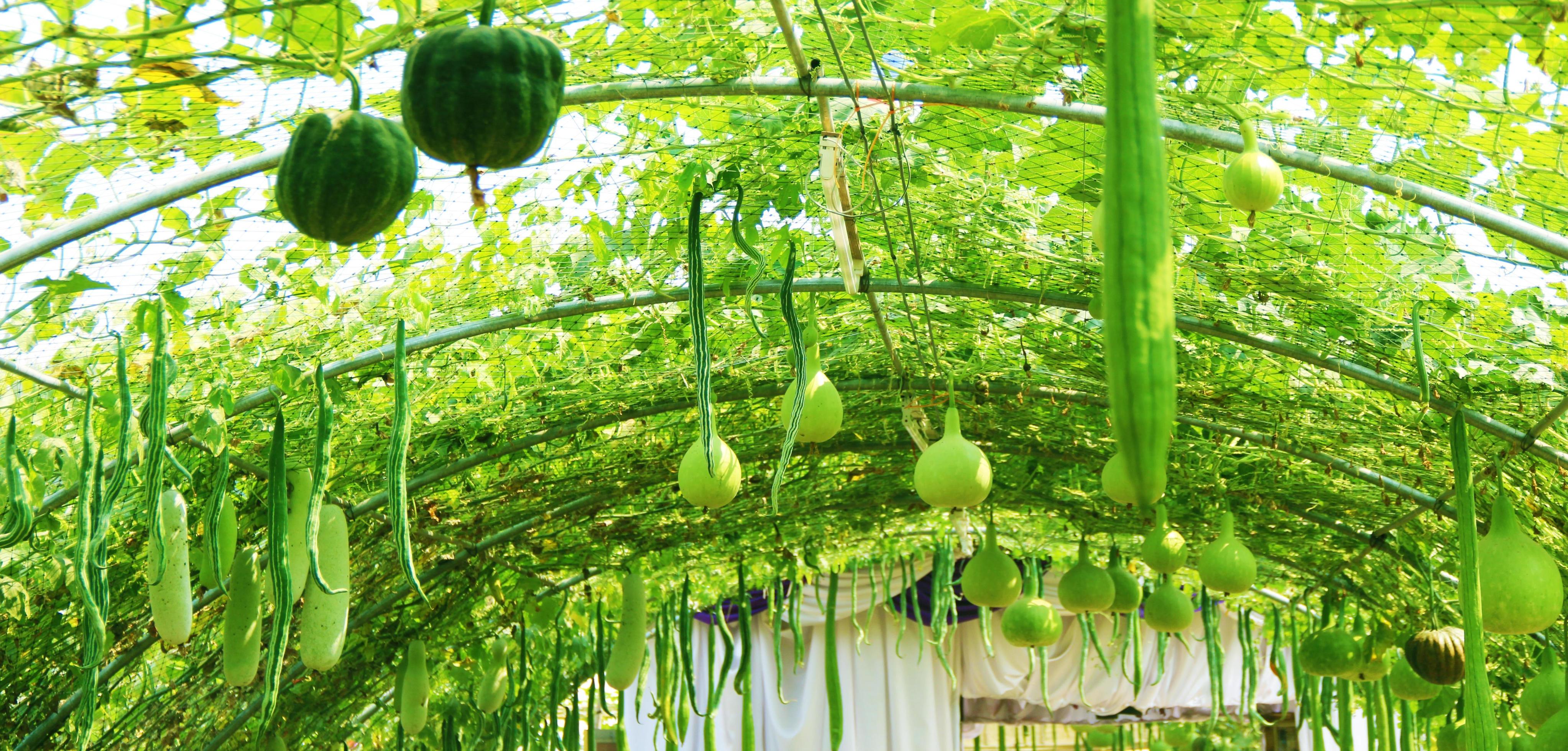 4090x1960 Zucchini organic farming vegetable farm. Concept of growing organic vegetables and health food