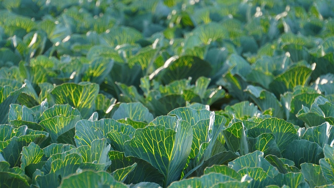 1280x720 Organic Farming & Agriculture Image