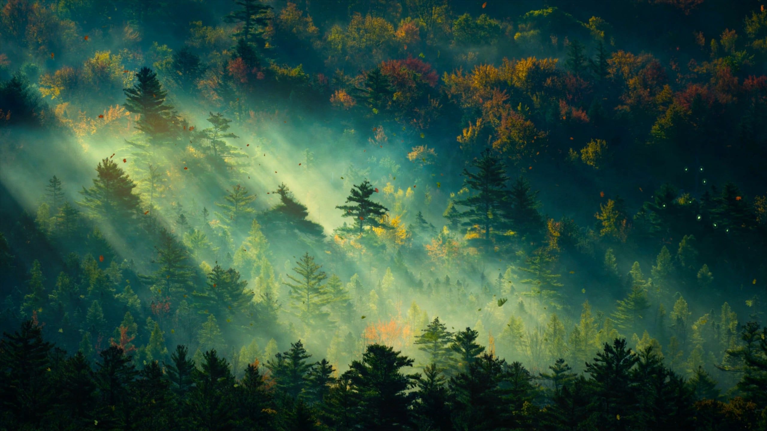 2560x1440 Early Morning Forest [3840x2160]